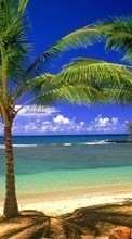 Sea, Palms, Landscape, Beach till Samsung E700