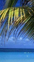 Ladda ner Plants, Landscape, Sea, Palms bilden 320x240 till mobilen.