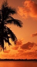 Sea, Palms, Landscape, Sunset till Samsung Galaxy Wonder