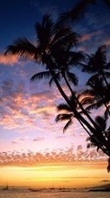 Ladda ner Sea,Palms,Landscape,Sunset bilden till mobilen.