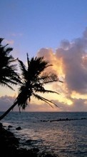 Ladda ner Sea,Palms,Landscape,Sunset bilden till mobilen.