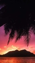 Ladda ner Landscape, Sunset, Sea, Palms bilden 320x240 till mobilen.