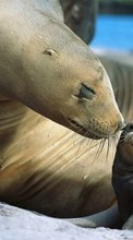 Ladda ner Animals, Sea-lions bilden 320x480 till mobilen.