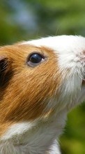 Guinea pigs,Animals till Samsung C3510