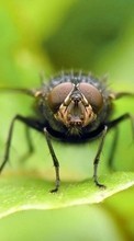 Insects, Flies till Sony Ericsson W395