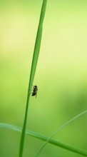 Ladda ner Grass, Insects, Flies bilden 800x480 till mobilen.