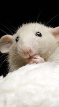 Mice,Animals till Sony Ericsson Yendo