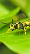 Ladda ner Insects, Wasps bilden 240x400 till mobilen.