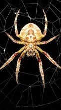 Ladda ner Insects, Web, Spiders bilden 320x480 till mobilen.