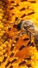 Ladda ner Insects, Bees bilden 240x400 till mobilen.