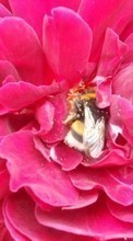 Ladda ner Insects,Bees bilden till mobilen.