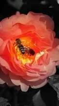 Ladda ner Insects,Bees bilden till mobilen.