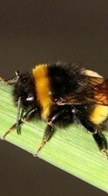 Ladda ner Insects, Bees bilden till mobilen.