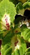 Ladda ner Insects, Bees bilden 320x240 till mobilen.