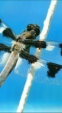 Ladda ner Insects, Dragonflies bilden 240x320 till mobilen.