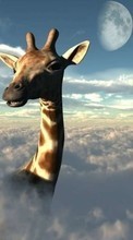 Ladda ner Animals, Sky, Clouds, Giraffes bilden 720x1280 till mobilen.