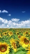 Ladda ner Plants, Landscape, Sunflowers, Sky bilden 540x960 till mobilen.