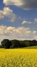 Ladda ner Landscape, Fields, Sky bilden 240x400 till mobilen.