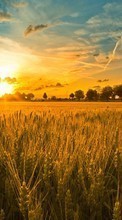 Ladda ner Landscape, Sunset, Fields, Sky, Sun, Wheat bilden till mobilen.