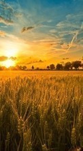 Ladda ner Landscape, Sunset, Fields, Sky, Sun, Wheat bilden 480x800 till mobilen.