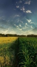 Ladda ner Landscape, Grass, Fields, Sky bilden 240x320 till mobilen.