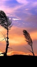 Ladda ner Plants, Landscape, Sunset, Sky bilden 540x960 till mobilen.