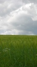 Ladda ner Landscape, Grass, Sky bilden 320x480 till mobilen.