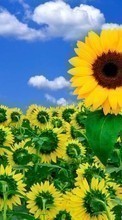 Ladda ner Plants, Sunflowers, Sky bilden 320x240 till mobilen.