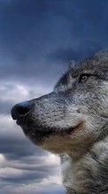 Ladda ner Animals, Wolfs, Sky bilden 800x480 till mobilen.