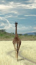 Ladda ner Animals, Sky, Giraffes bilden till mobilen.