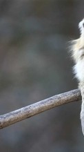 Monkeys, Animals till Sony Ericsson Xperia X10