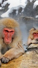 Monkeys, Animals till Samsung Galaxy Ace 2