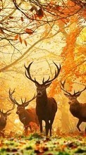 Ladda ner Deers, Autumn, Animals bilden till mobilen.