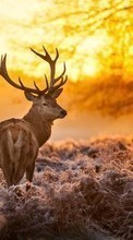 Deers, Sunset, Animals till Sony Ericsson Xperia PLAY