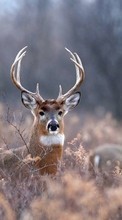 Deers, Animals till Samsung Galaxy Note 4