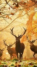 Deers,Animals till Samsung Galaxy Star 2