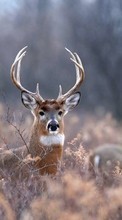 Animals, Deers till Sony Xperia ion