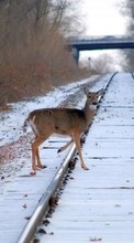 Ladda ner Animals, Winter, Deers bilden 320x240 till mobilen.