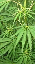 Ladda ner Cannabis, Plants bilden 1024x768 till mobilen.