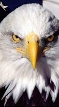 Eagles,Birds,Animals till Fly ERA Nano 9 IQ436i