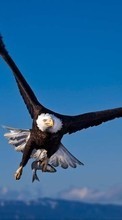 Eagles,Birds,Animals till BlackBerry Bold 9780