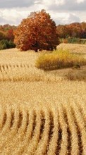 Ladda ner Landscape, Fields, Autumn bilden 240x320 till mobilen.