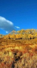 Ladda ner Landscape, Grass, Fields, Autumn bilden 240x320 till mobilen.
