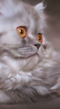 Cats,Animals till Xiaomi Mi 11