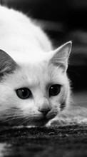 Cats,Animals till Sony Xperia E4