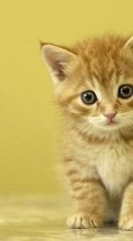 Cats,Animals till Sony Xperia E4