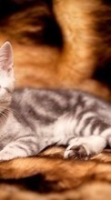 Cats,Animals till Sony Ericsson Xperia Arc
