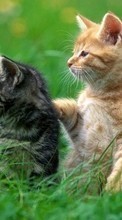 Cats,Animals till HTC Desire 300