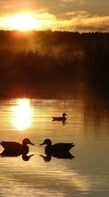 Ladda ner Landscape, Nature, Water, Sunset, Ducks, Sun, Lakes bilden 320x480 till mobilen.