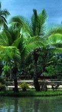 Palms,Landscape till Sony Xperia C3